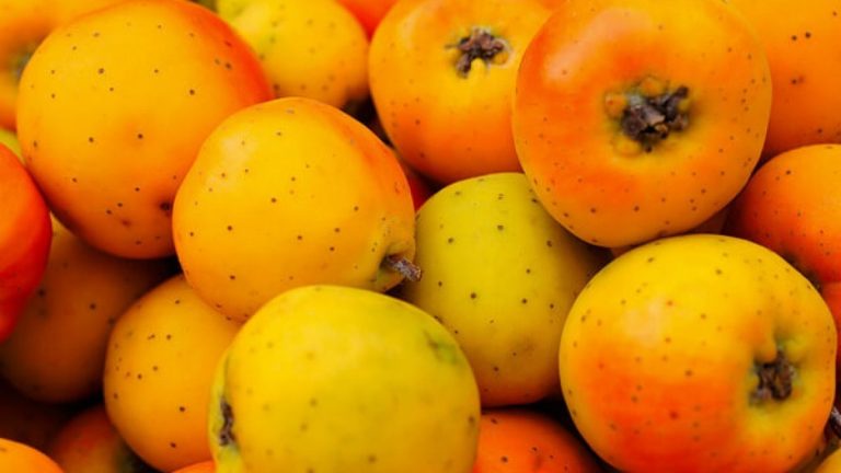 Buena salud sudcalifornia: ¡LOS BENEFICIOS DE CONSUMIR TEJOCOTE!