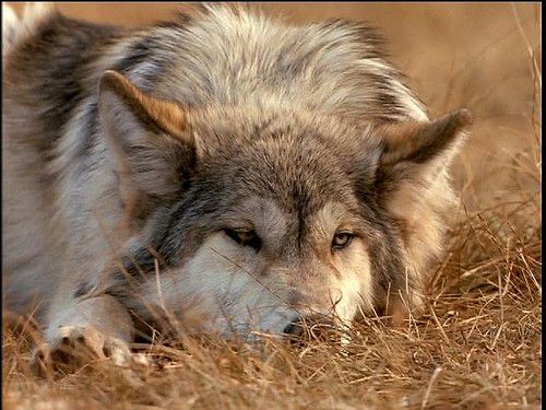 Y seguimos pidiendo la palabra: CONCIERTO DE UNA SOLA VOZ