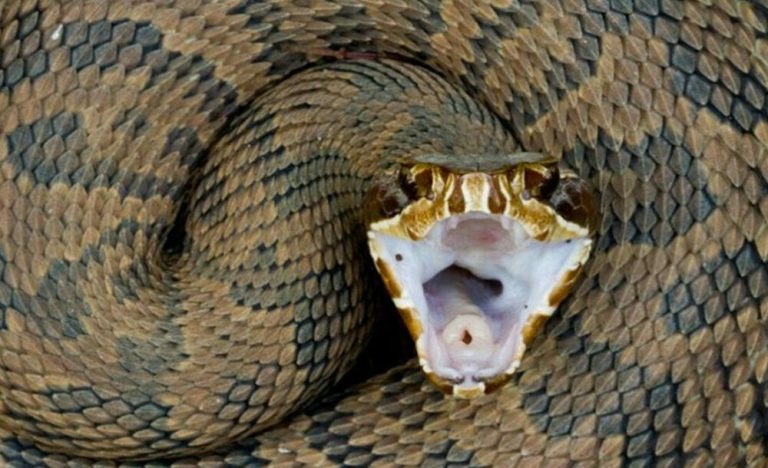 Y seguimos pidiendo la palabra: LAS SERPIENTES DE TODAS MANERAS SALEN, SON IMPRESCINDIBLES