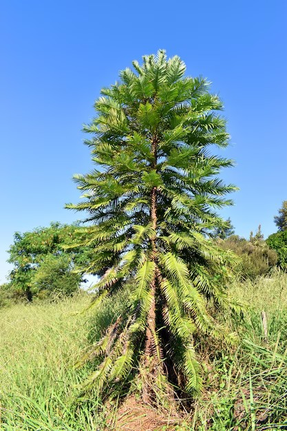 Crisol Internacional: “El árbol dinosaurio australiano, una esperanza para la ecología!”