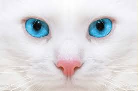 Y seguimos pidiendo la palabra:  EL GATO