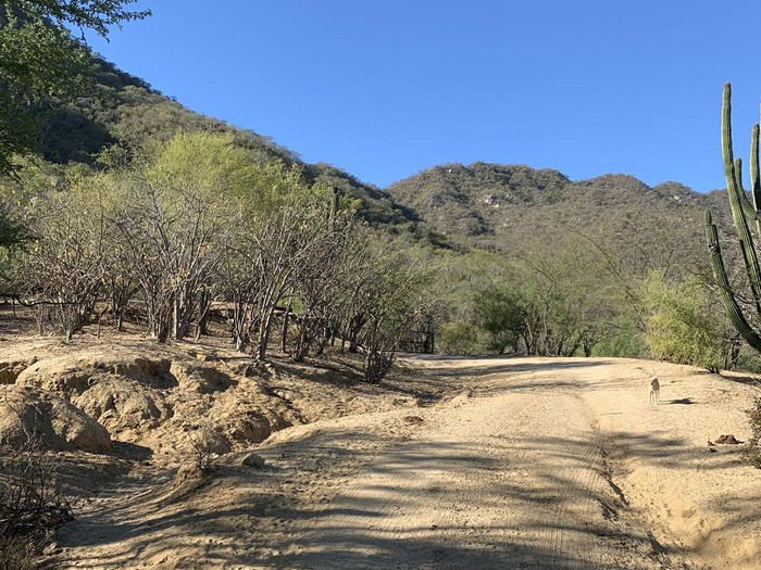 Sierras, cerros y volcanes de BCS: SIERRA LA VICTORIA