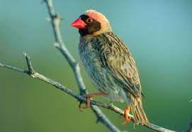 En la Sabana | Quelea Común