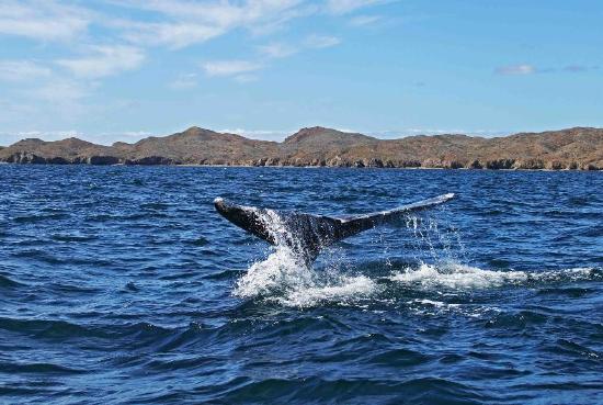 Playas de BCS: BAHÍA MAGDALENA, COMONDÚ, BCS