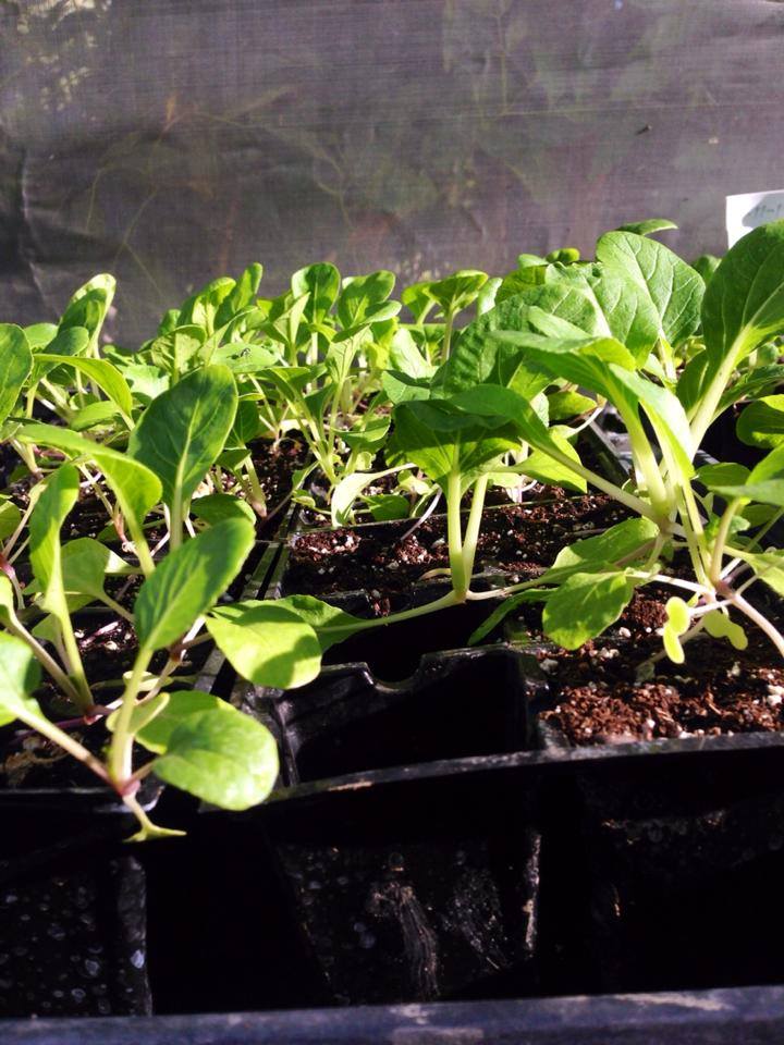 Raíz de Fondo, Desarrollo Sustentable