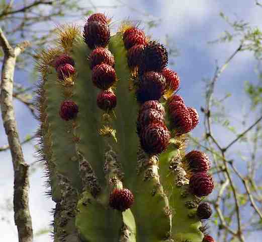 Jardín Botánico Santuario de Los Cactus