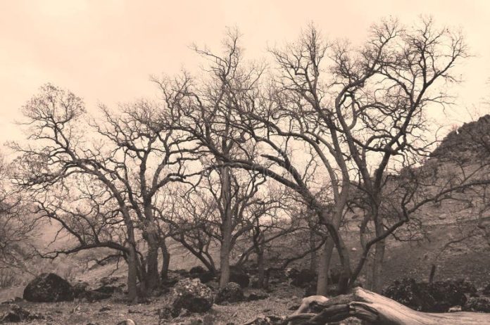 C3A1rboles-muertos-125772342