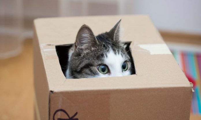 son-realmente-muy-curiosos-los-gatos_-1