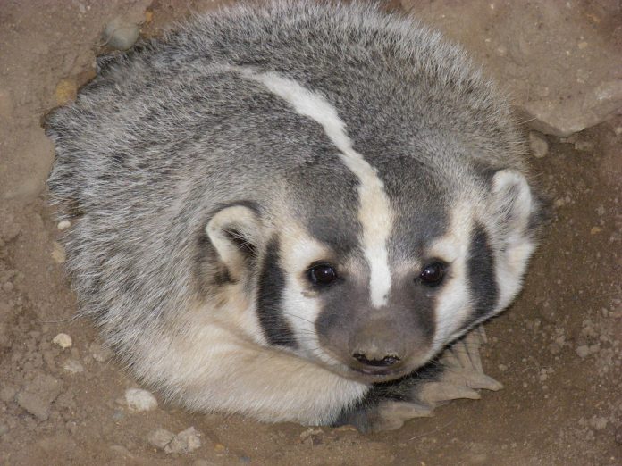 AmericanBadger