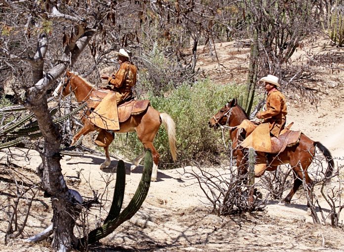 VAQUEROS_CAMPEADORES_CALIFORNIOS_EN_SUS_LABORES-LA_PAZ_BCS-MX-01