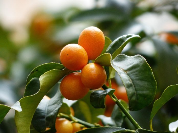 kumquats-357894_960_720