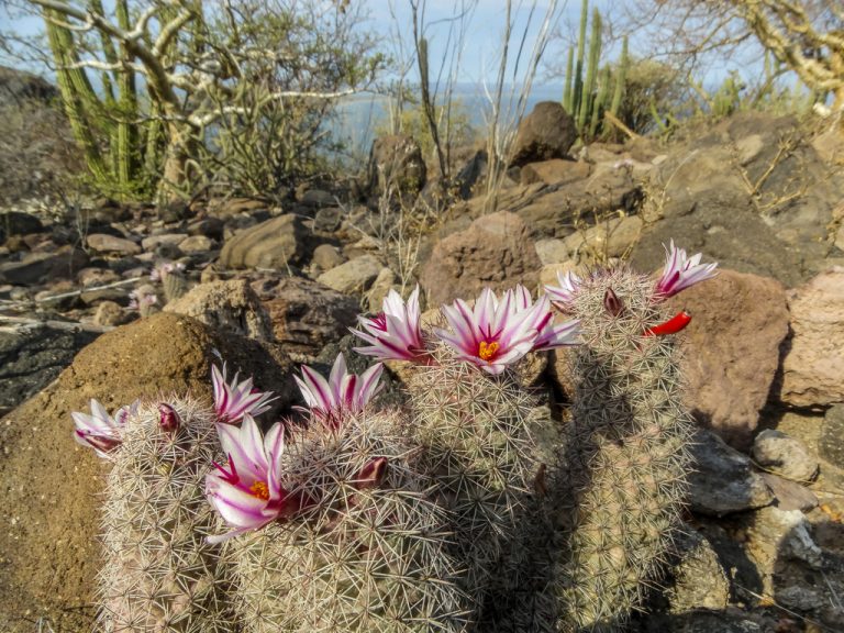 Flora y fauna sudcalifornia: BIZNAGA DE LA ISLA DE LA SANTA CRUZ (Mammillaria albicans)