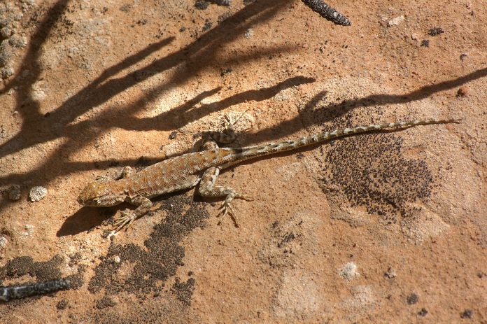 LIZARD2C_LONG-TAILED_BRUSH_28urosaurus_graciosus29_285-5-0829_ticaboo_cyn2C_garfield_co2C_ut_-01_281481284589229