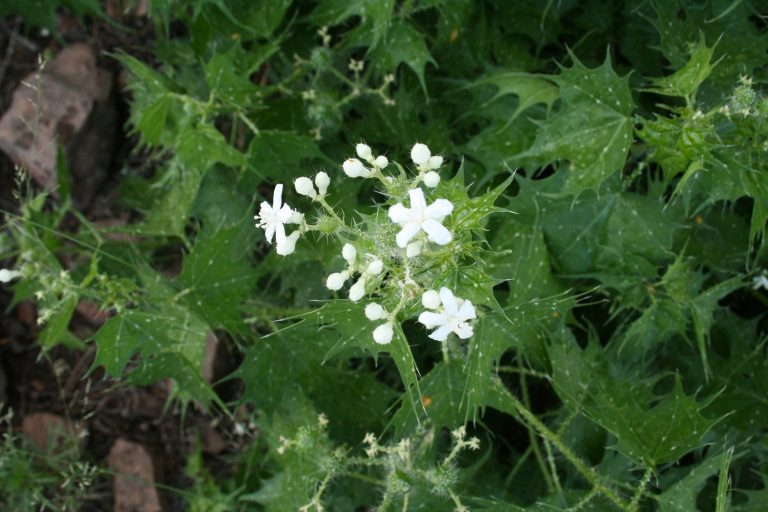 Flora y fauna de sudcalifornia: CARIBE o MALA MUJER