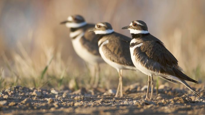 h_apa_2015_harrycolquhoun_282970_killdeer_kk_adults