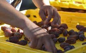 Cultura sudcalifornia: FESTIVAL DEL DÁTIL, MULEGÉ