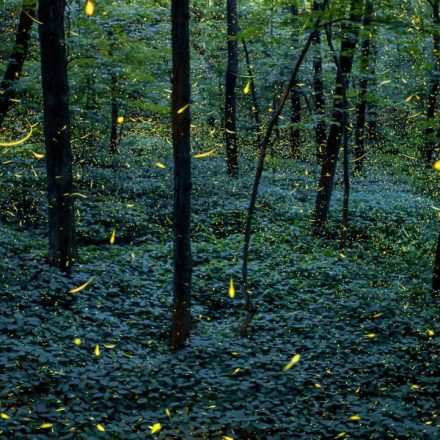Crisol Internacional: “Susurros del bosque, luciérnagas de Tlaxcala”