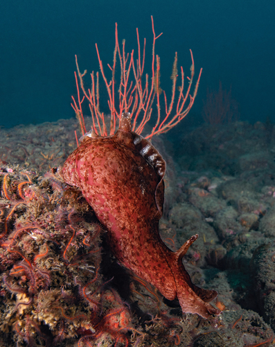 Flora y fauna de Sudcalifornia: LIEBRE MARINA DE CALIFORNIA (APLYSIA CALIFORNICA)