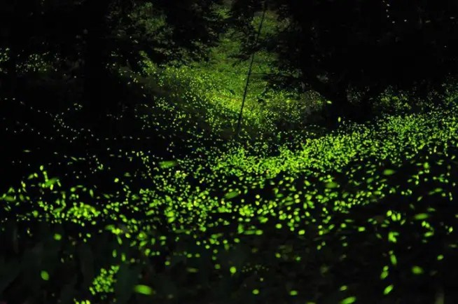 Crisol Internacional: “Susurros del bosque, luciérnagas de Tlaxcala”