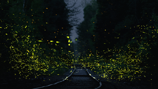 Crisol Internacional: “Susurros del bosque, luciérnagas de Tlaxcala”