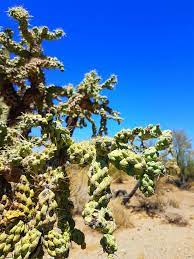 Choya Pelona ??... - Explorando con Christina Tohono | Facebook
