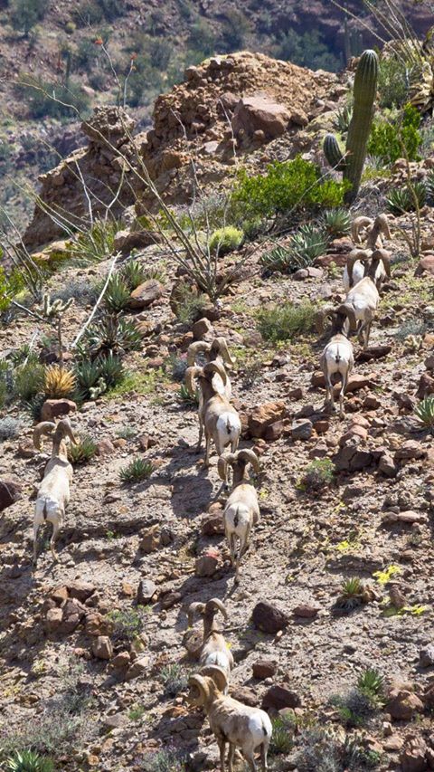 Flora y fauna sudcalifornias: BORREGO CIMARRÓN