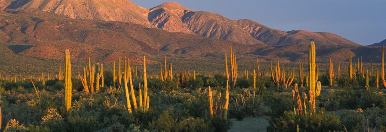 Sierras, cerros y volcanes de BCS: SIERRA EL COYOTE