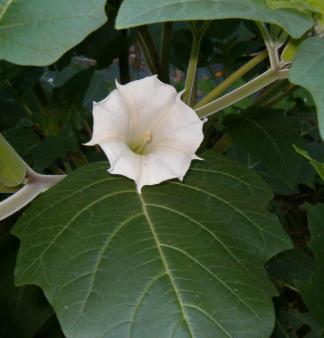 Cultura y tradiciones sudcalifornias: Toloache