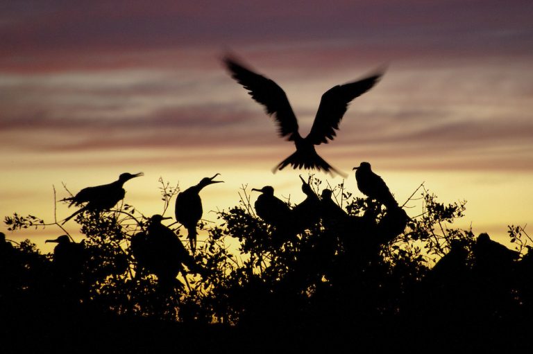 Flora y fauna Sudcalifornia: Tijereta de mar o Fregata magnificens