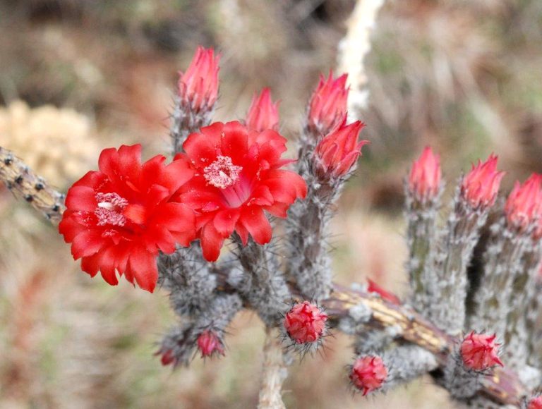 Flora y fauna de sudcalifornia: RAJAMATRACA (WILCOSIA STRIATA)