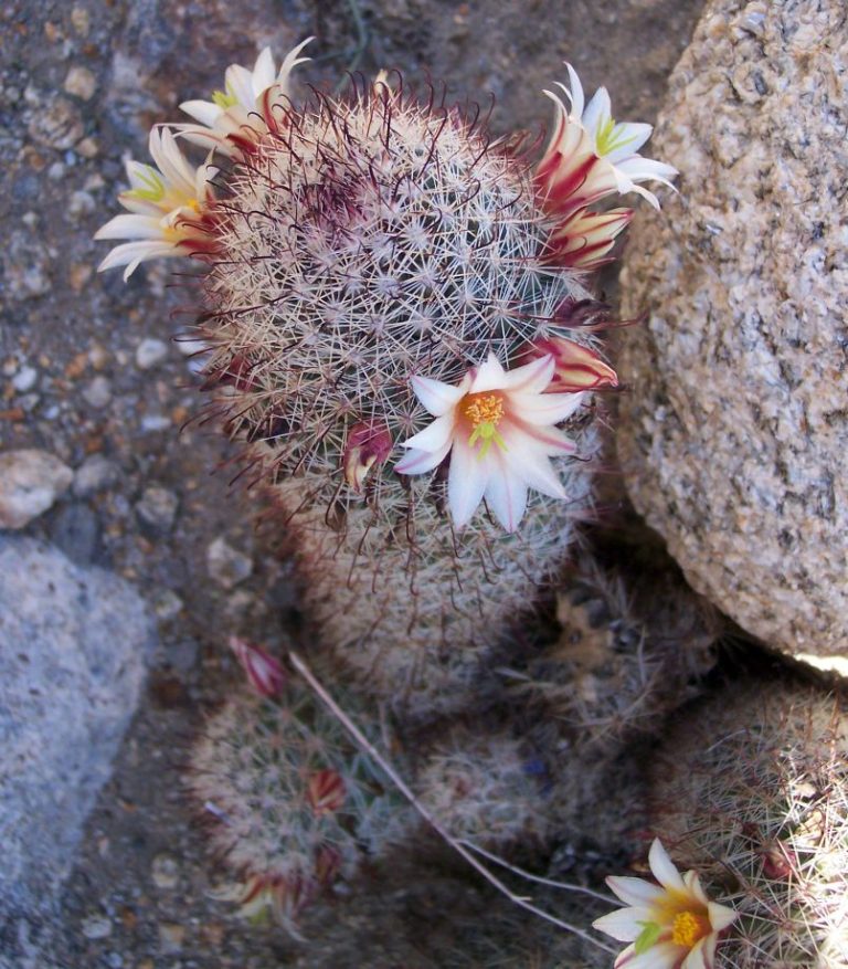 Flora y fauna de BCS: VIEJITOS