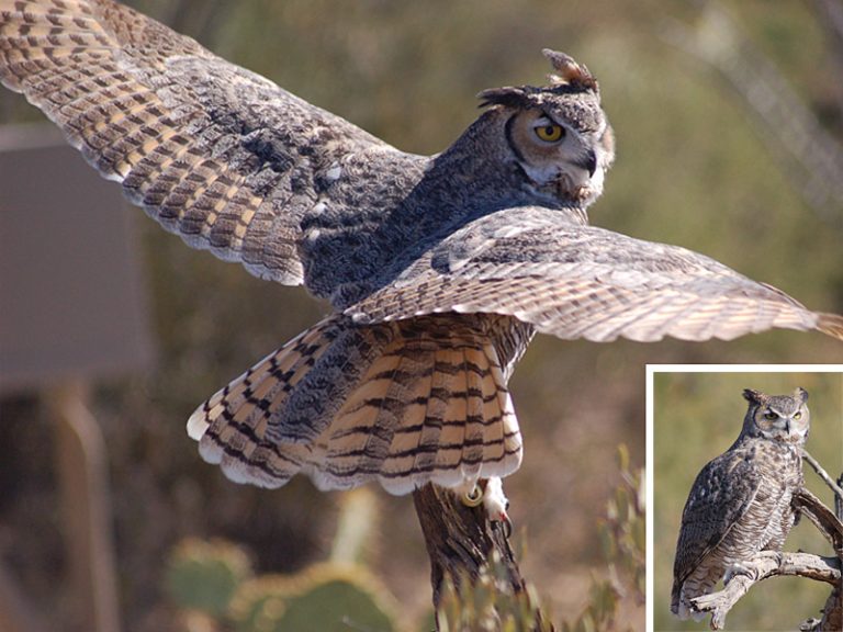 Flora y fauna de sudcalifornia: BÚHO CORNUDO