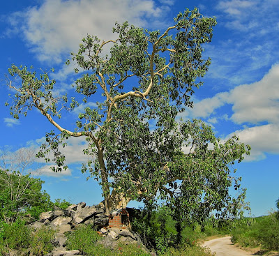 Flora y fauna sudcalifornia: ZALATE