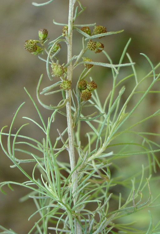 Flora y Fauna Sudcalifornia: ROMERILLO (ARTEMISIA CALIFÓRNICA)