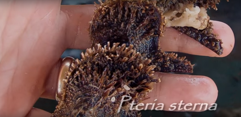 Flora y fauna de BCS: Concha Nácar