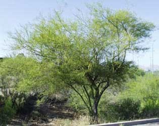 Flora y fauna sudcalifornia: PALO VERDE