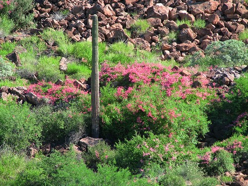Flora y fauna sudcalifornia: SAN MIGUELITO