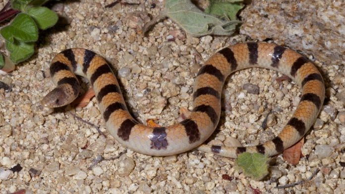 Postales de BCS; SERPIENTE ARENERA (Chilomeniscus Stramineus)