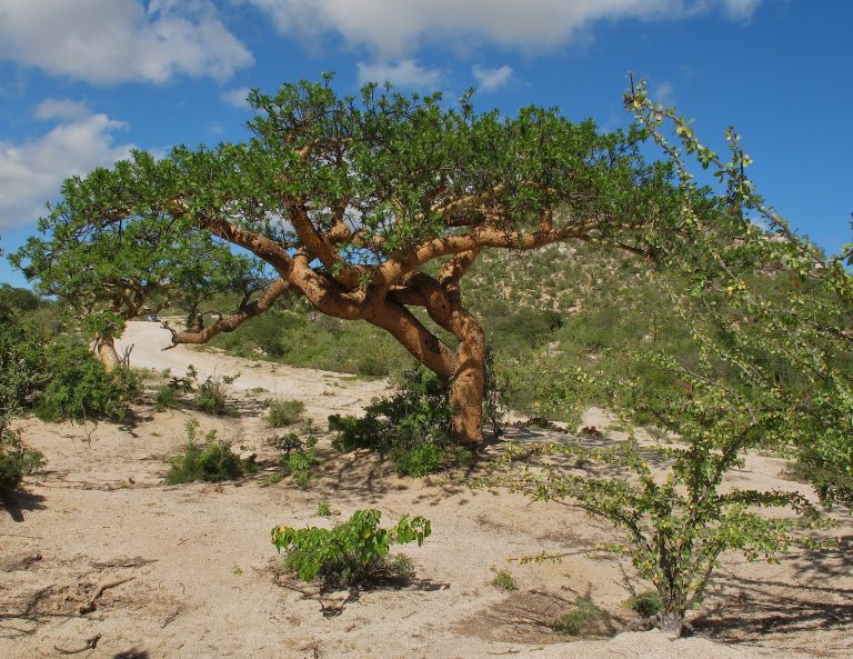 Flora y fauna sudcalifornia: ÁRBOL TOROTE (Bursera microphylla)