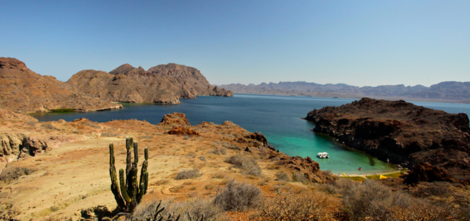 Sea Cortés en el mar de Cortez